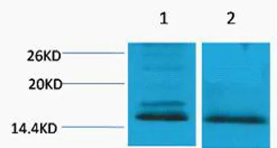 Histone H4 (Di Methyl Lys59) rabbit pAb - image 1