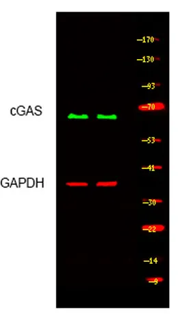 cGAS rabbit pAb