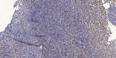 BCE1 rabbit pAb