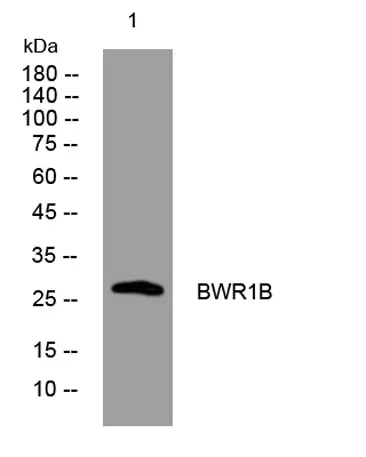 BWR1B rabbit pAb