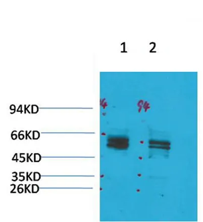 Kv11.1 rabbit pAb - image 1