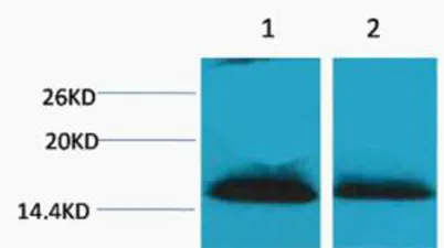 Histone H1 (Di Methyl Lys25) rabbit pAb