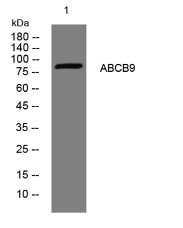 ABCB9 rabbit pAb - image 1