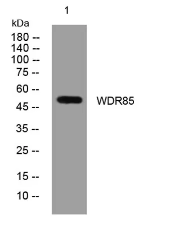 WDR85 rabbit pAb