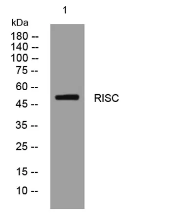 RISC rabbit pAb - image 1