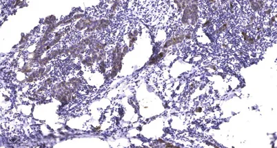 ITGA3 (heavy chain, Cleaved-Phe33) rabbit pAb - image 1