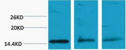 Histone H3 (Di Methyl Lys79) rabbit pAb - image 1