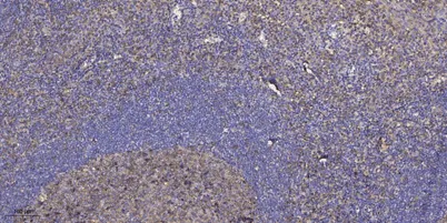 ZN861 rabbit pAb - image 1
