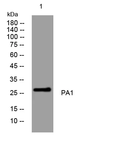 PA1 rabbit pAb