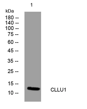 CLLU1 rabbit pAb - image 1