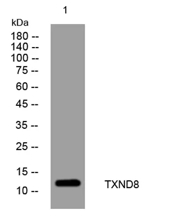 TXND8 rabbit pAb