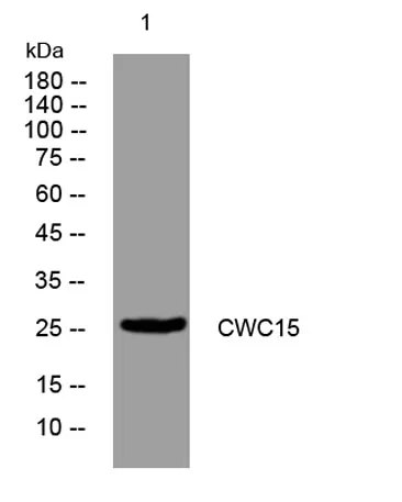CWC15 rabbit pAb - image 1