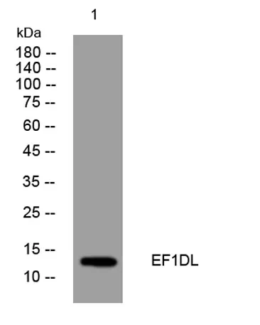 EF1DL rabbit pAb