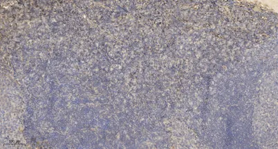 Beta-defensin 4A Rabbit pAb - image 1