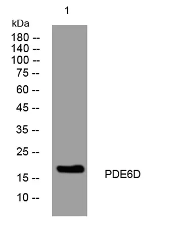 PDE6D rabbit pAb - image 1