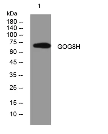 GOG8H rabbit pAb