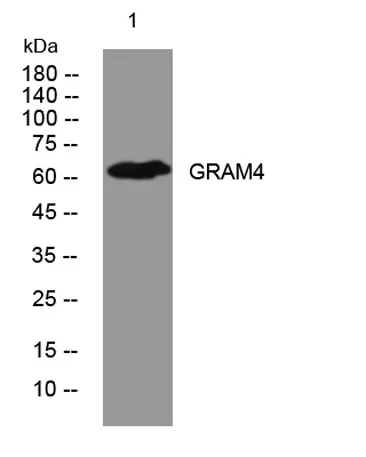 GRAM4 rabbit pAb
