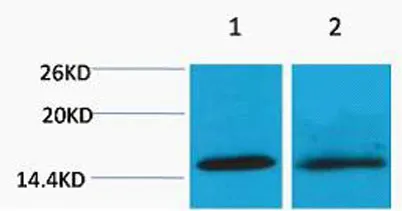Histone H4 (Tri Methyl Lys20) rabbit pAb - image 1
