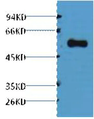 Alliinase rabbit pAb