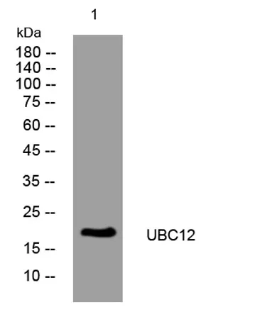UBC12 rabbit pAb - image 1