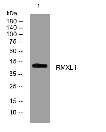 RMXL1 rabbit pAb