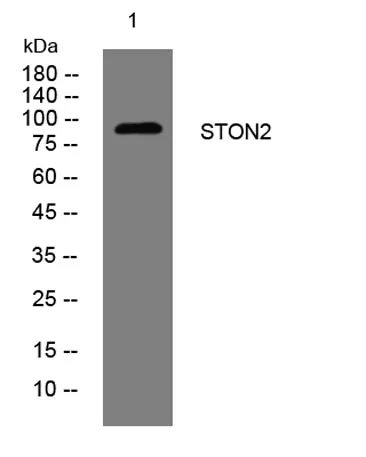 STON2 rabbit pAb