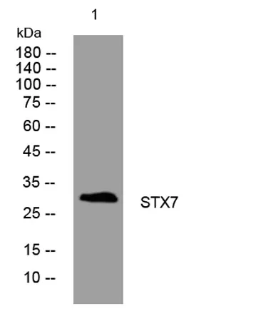 STX7 rabbit pAb - image 1