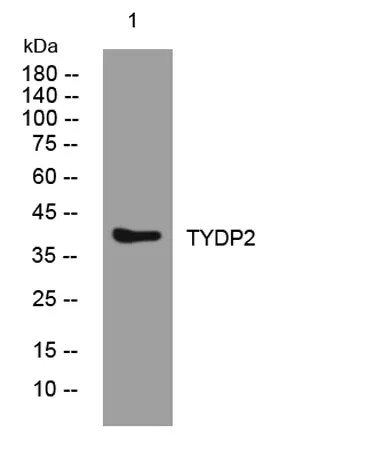 TYDP2 rabbit pAb