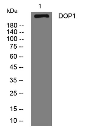 DOP1 rabbit pAb