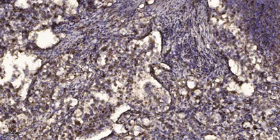 Shc (phospho-Ser239/240) rabbit pAb