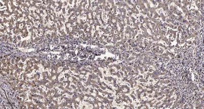 Scribble (phospho-Ser1220) rabbit pAb - image 1