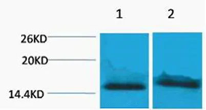 Histone H4 (Tri Methyl Lys59) rabbit pAb - image 1