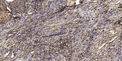 Keratin 77 rabbit pAb