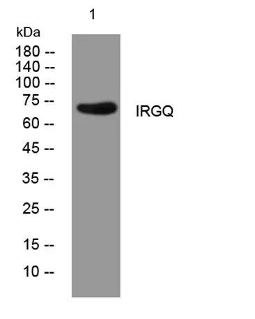 IRGQ rabbit pAb