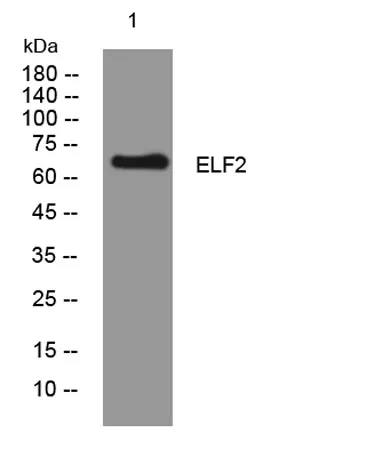 ELF2 rabbit pAb