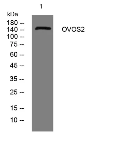 OVOS2 rabbit pAb