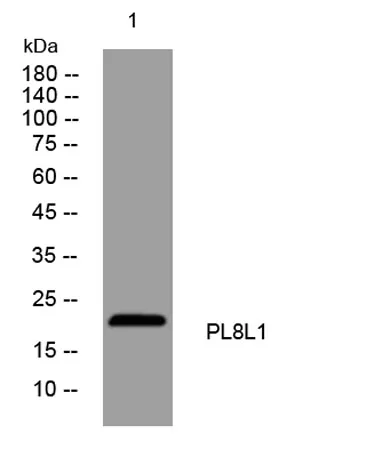 PL8L1 rabbit pAb