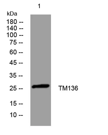 TM136 rabbit pAb