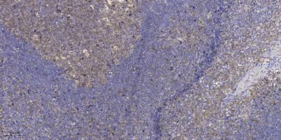 CU082 rabbit pAb