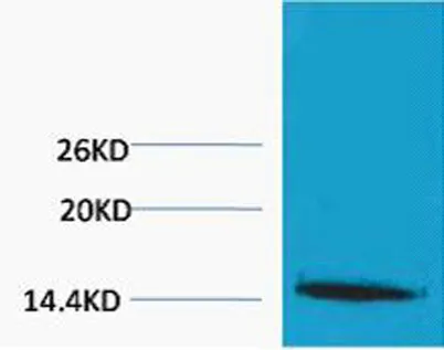 Histone H1 (Tri Methyl Lys25) rabbit pAb - image 1
