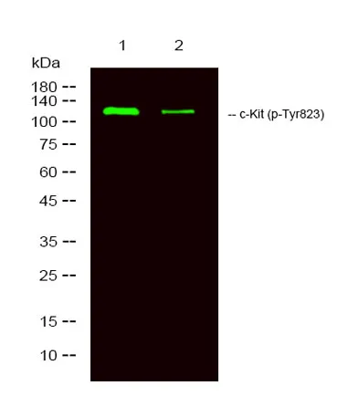 c-Kit (phospho-Tyr823) rabbit pAb - image 1