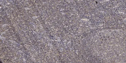 Thrombospondin 1 rabbit pAb - image 1
