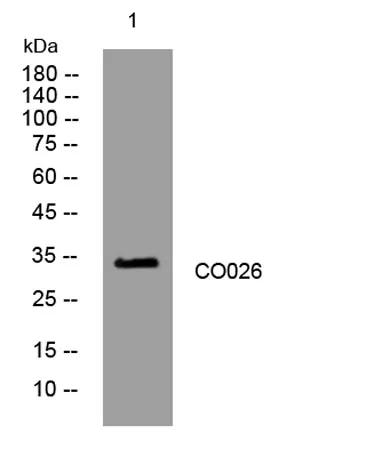 CO026 rabbit pAb