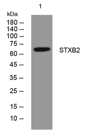STXB2 rabbit pAb - image 1