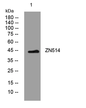 ZN514 rabbit pAb