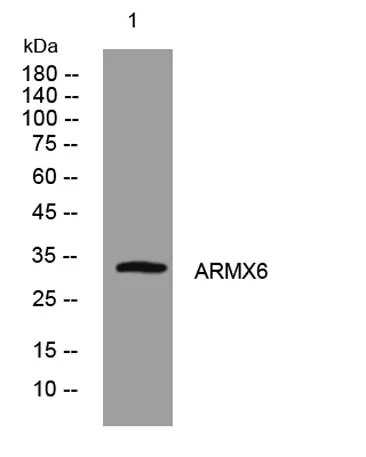 ARMX6 rabbit pAb