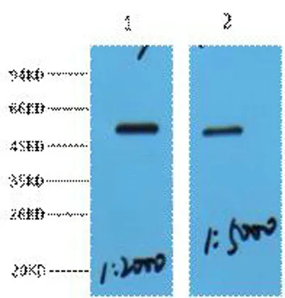 MeCP2 rabbit pAb - image 1