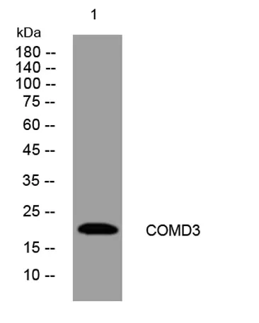 COMD3 rabbit pAb - image 1