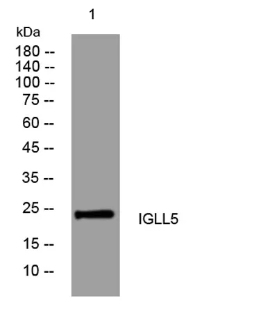 IGLL5 rabbit pAb - image 1