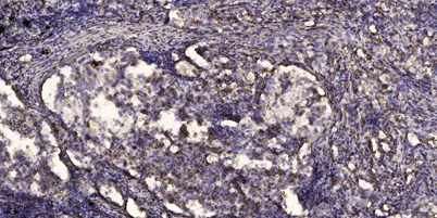 Sin1 (phospho-Thr86) rabbit pAb - image 1